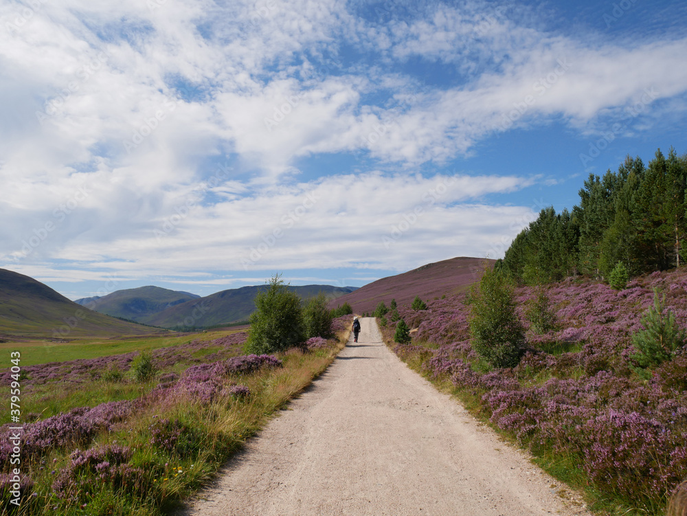 path with green vegetation and  heather alongside, hills at the distance, blue sky with white clouds.