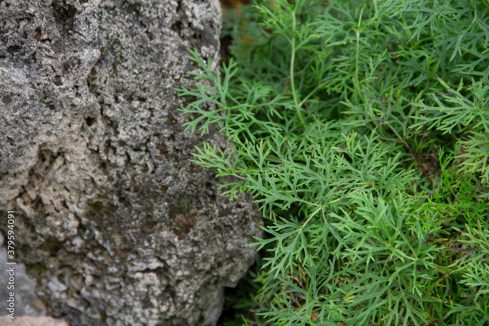branches of the dill plant on a stone background branches of the dill plant on a stone background
