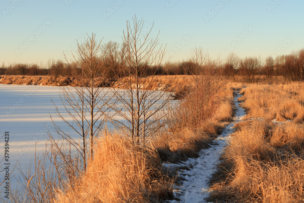 corn white field in winter at dawn corn white field in winter at dawn