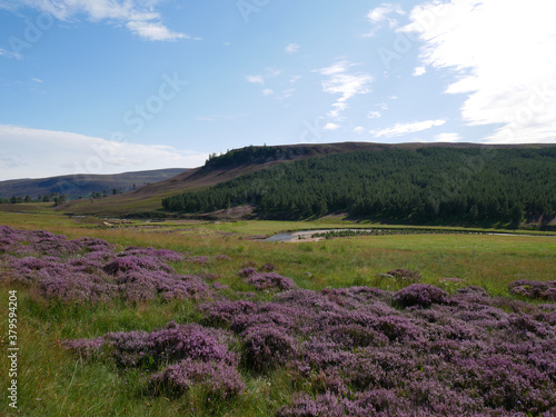 purple heather in summer, green vegetation and hills at the distance, white clouds on the sky
