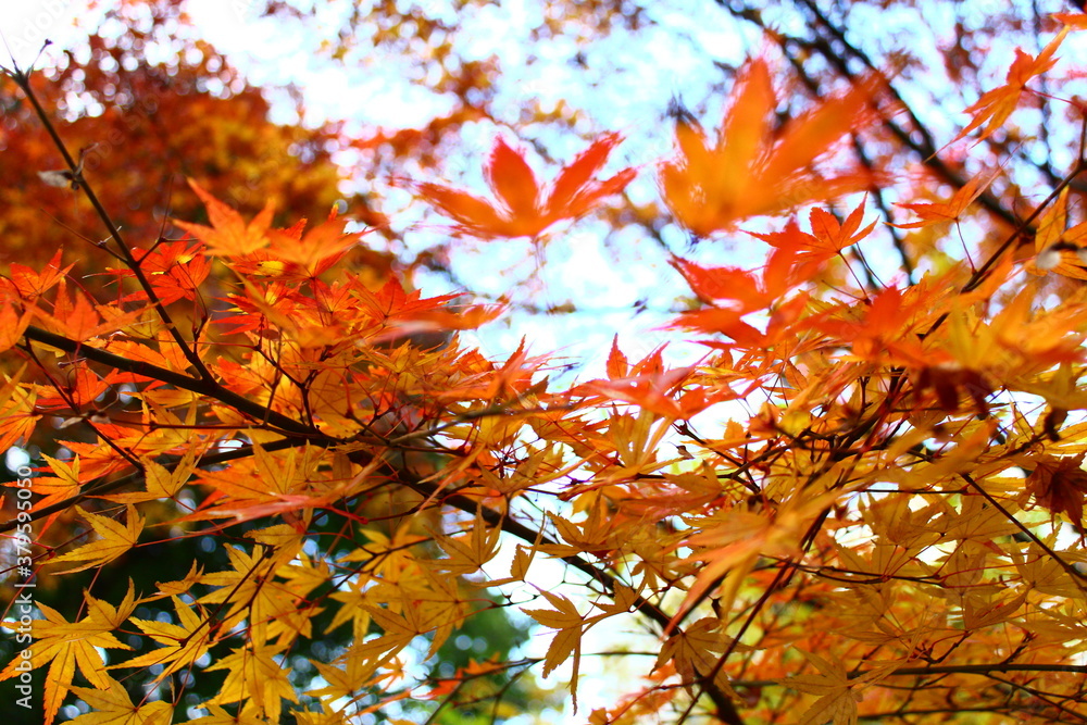 秋のもみじの紅葉と空