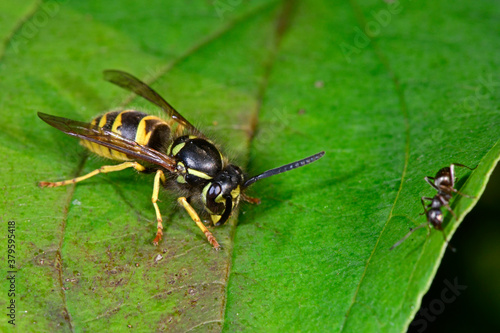 Wasp // Wespe (Polistinae) 