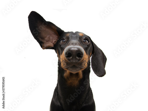 Attentive and listening dachshund dog with one ear up. Isolated on white background.