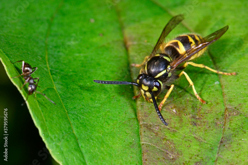 Wasp // Wespe (Polistinae) 