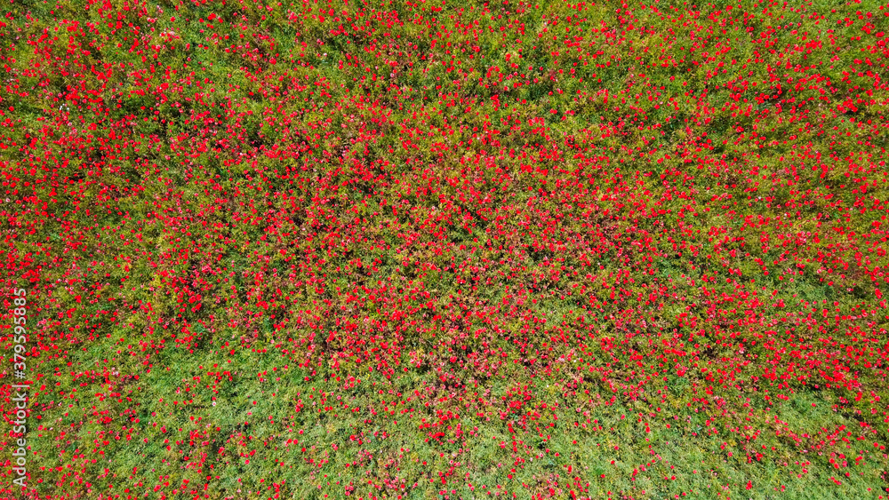 Aerial view at the field full of poppy flowers. Top drone view from above.