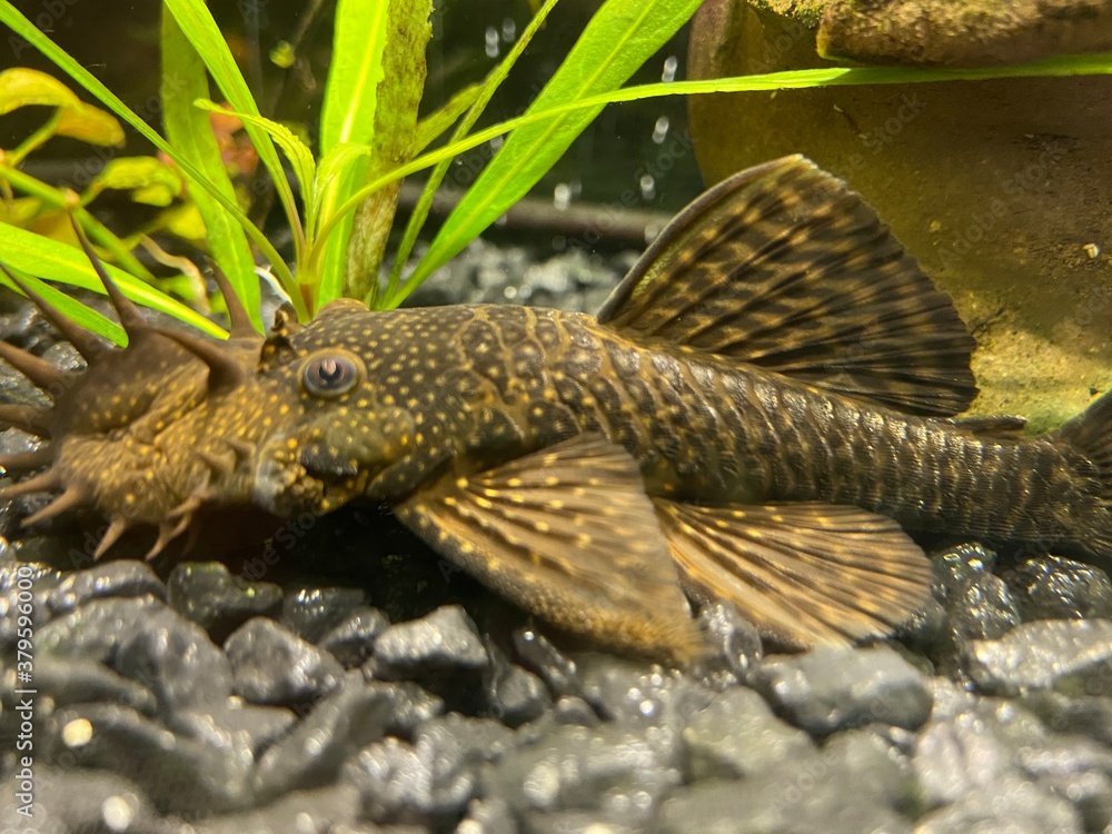Сом Анциструс (catfish ancistrus) Сом Анциструс (catfish ancistrus)