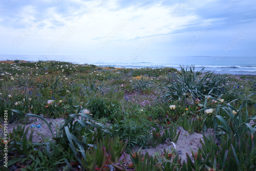 Wunderschöne Blumenwiese welche ans Meer grenzt