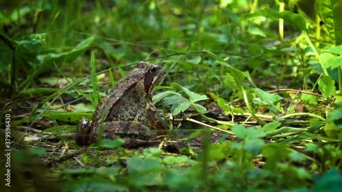 Common frog jumping away from the camera frame, in slow motion