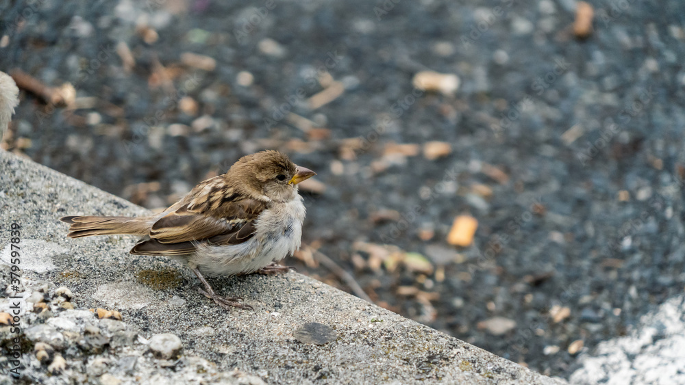 A small Sparrow on the ground A small Sparrow on the ground