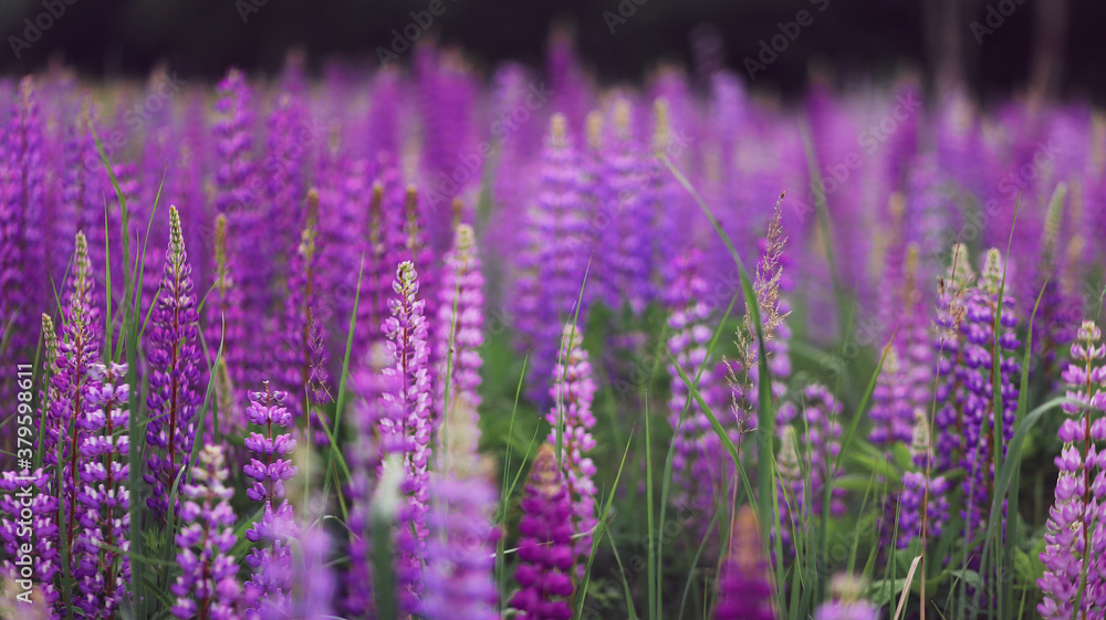 Fototapeta premium Field of lupins flowers purple and green