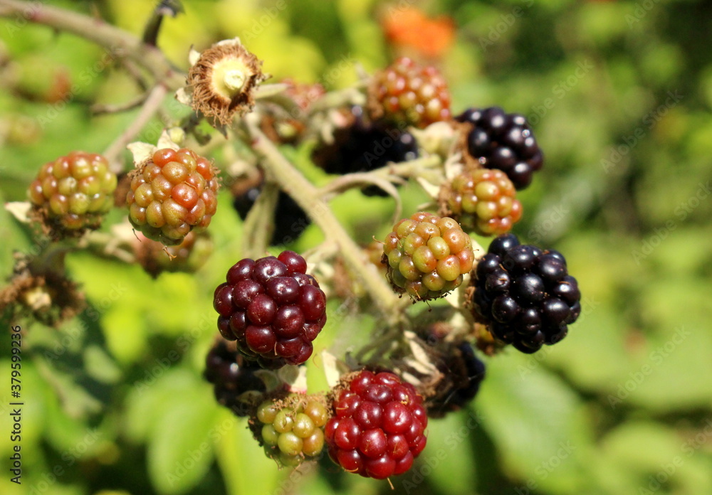delicious ripe blackberries on the bush delicious ripe blackberries on the bush