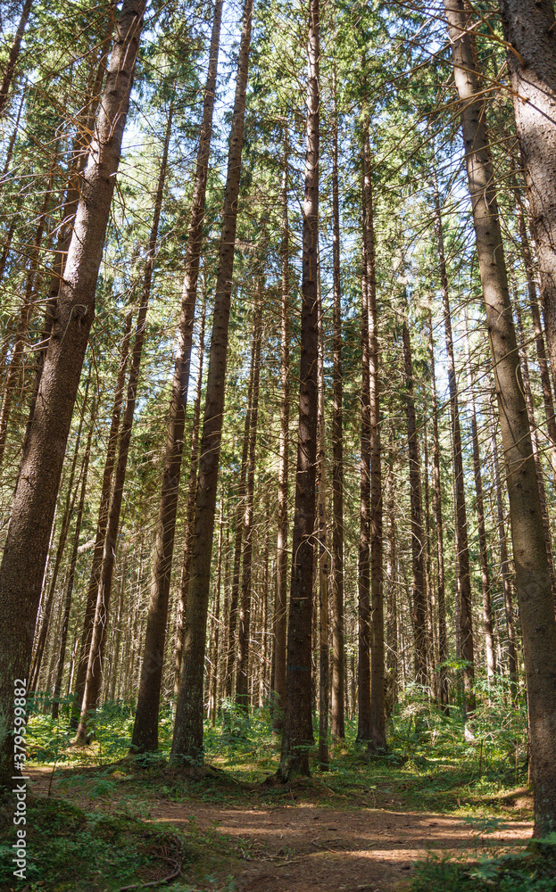 Pine tree woodland.