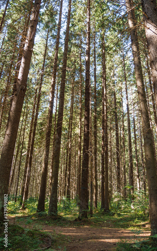 Pine tree woodland.