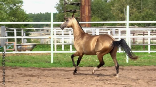 Beautiful golden akhal-teke stallion running in paddock