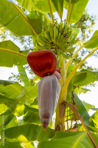 Banana palm tree leafs with a fruits sack and a flower closeup. Tropical agriculture. Authentic farm series.