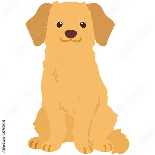 Flat colored cute Golden Retriever sitting