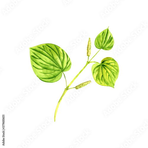watercolor drawing kava plant photo