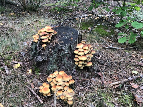 mushrooms in the forest