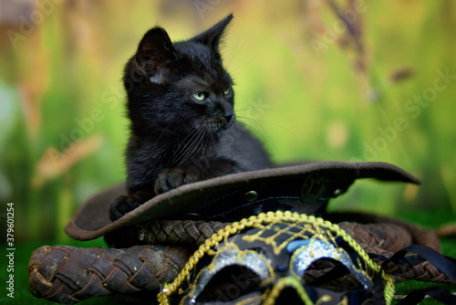 Black cat sitting on a green background with a hat and a whip photo