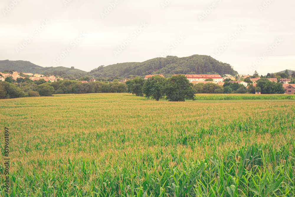 Fototapeta premium cultivo de maiz listo para cosechar