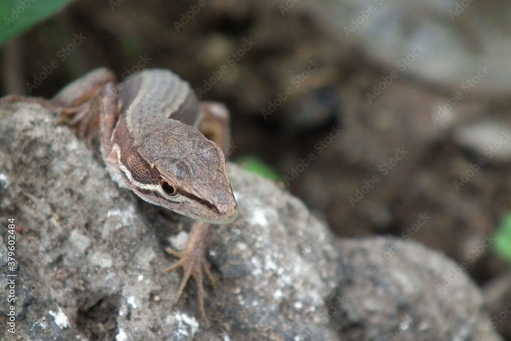 Japanese grass lizard peeking out from the top of the rock Japanese grass lizard peeking out from the top of the rock