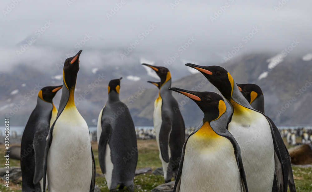Obraz premium A Group of King Penguins, South Georgia