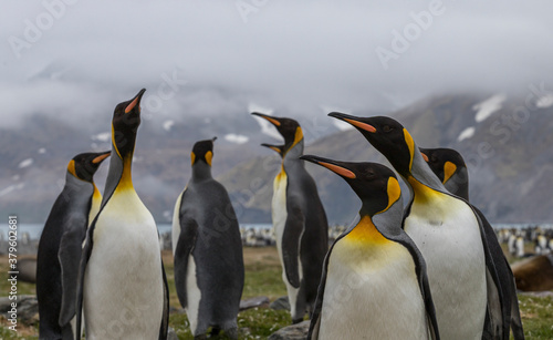 A Group of King Penguins  South Georgia