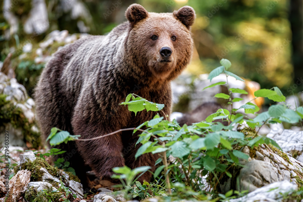 Obraz premium Wild brown bear mother with her cubs walking and searching for food in the forest and mountains of the Notranjska region in Slovenia