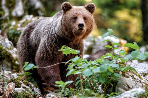 Wild brown bear mother with her cubs walking and searching for food in the forest and mountains of the Notranjska region in Slovenia