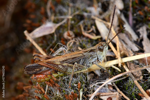 Duetting Grasshopper, bow-winged grasshopper - male / Nachtigall-Grashüpfer - Männchen (Chorthippus biguttulus) photo