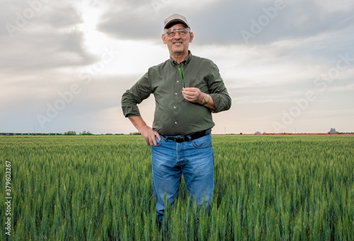 Portrait of senior farmer standing in wheat field looking at camera during the day. © Zoran Zeremski