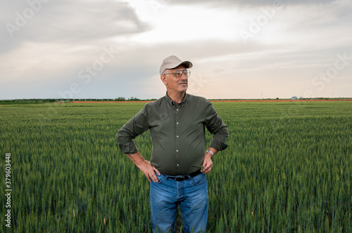 Senior farmer standing in wheat field holding tablet and examining crop during the day.