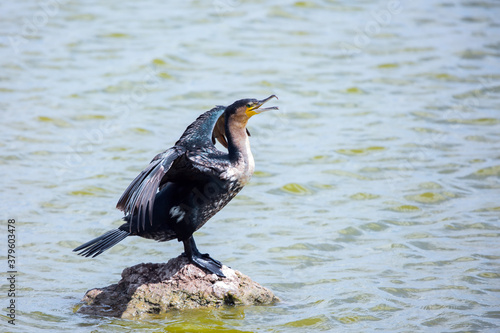 Cormorant is a waterfowl