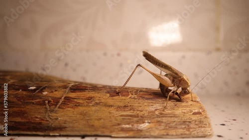 katydid is cleaning itself. katydid in the nature. camouflage katydid. camouflage insects. camouflage animals. cricket, grasshopper, insect, bugs, bug, animal, wildlife, wild nature, forest, woods photo