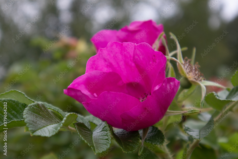 Summer photos of a beautiful flower big plan Summer photos of a beautiful flower big plan
