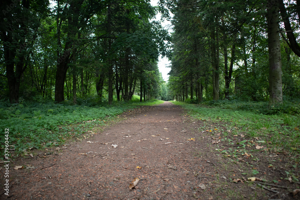 Fototapeta premium Photo of a footpath in a green park