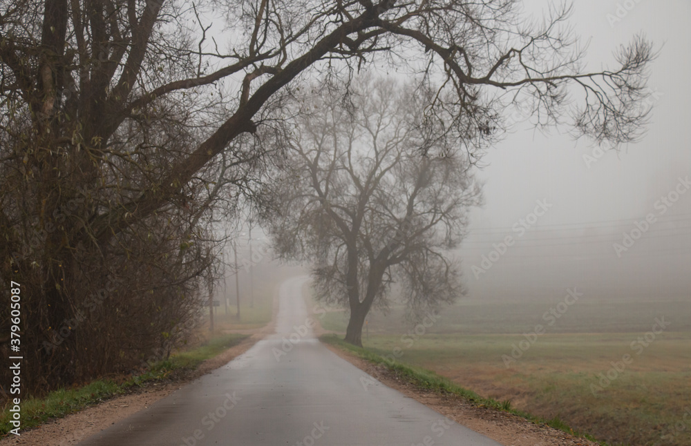foggy road in early autumn in the morning