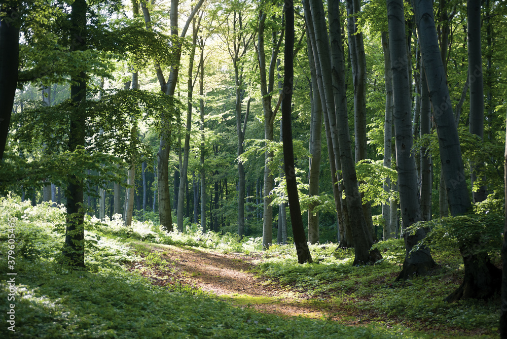 Obraz premium Path in the forest