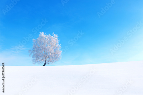 Frozen trees and branches . Beautiful white winter