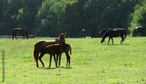 Mares and foales on the pasture