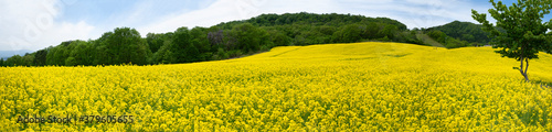 Rape field in Sannokura, Fukushima Prefecture, Japan Asian flower field photo