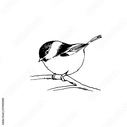 Hand drawn bird, willow tit sitting on a tree branch doodle, vector line sketch illustration isolated on white background