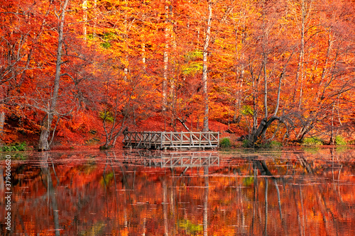 Autumn colors. Colorful fallen leaves in the lake. Magnificent landscape. Natonial Park. Photo taken on 10th November 2018 Yedigoller. Bolu, Istanbul, Turkey. photo