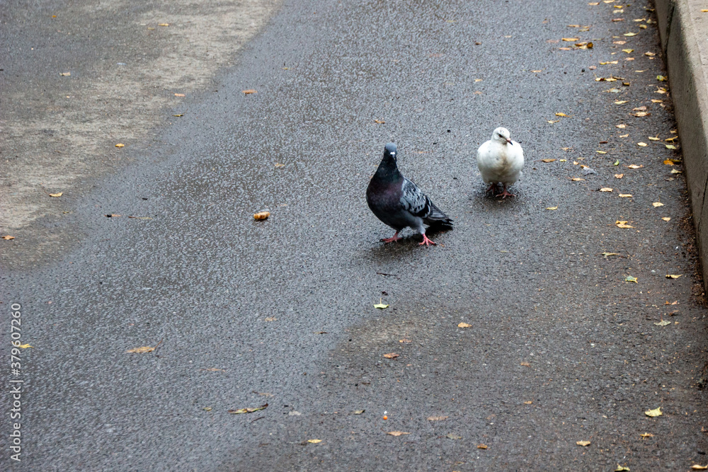 Fototapeta premium summer photo of two pigeons on grey asphalt