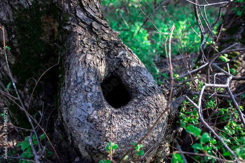 a large hollow in the tree. hole in the trunk. natural landscape.