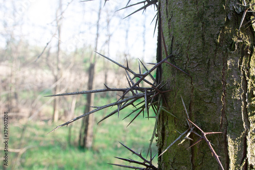 large thorns on the acacia tree. natural landscape