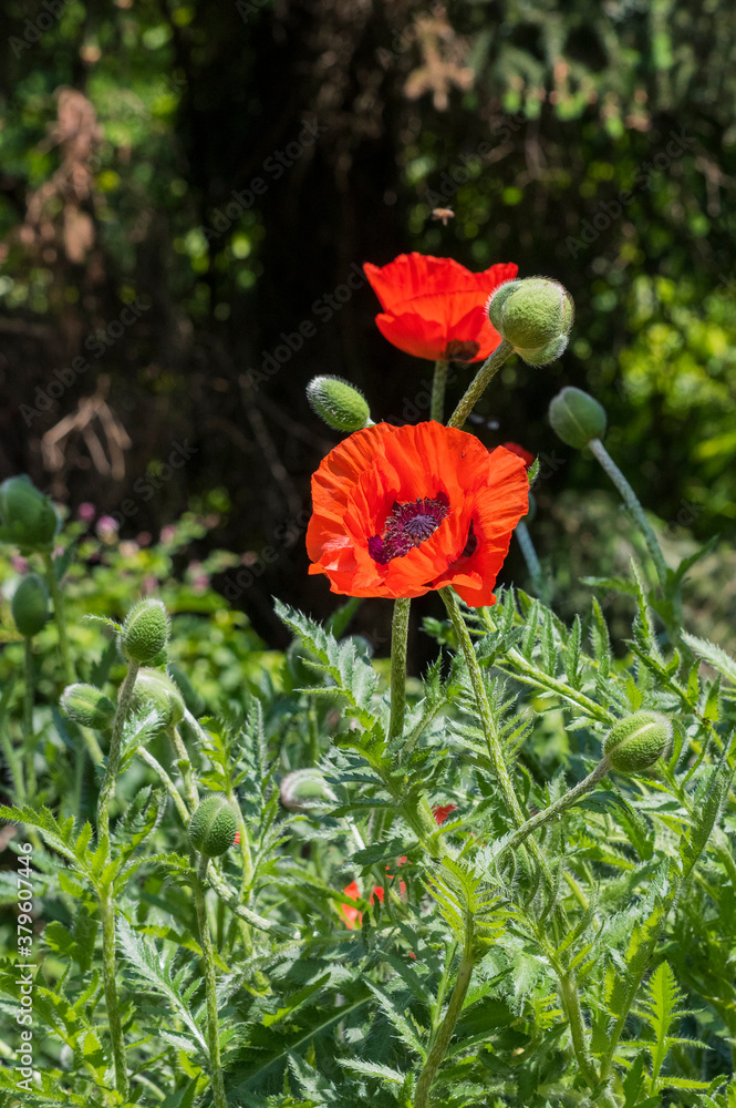 Obraz premium Mohnblumen Mohn rot Klatschmohn