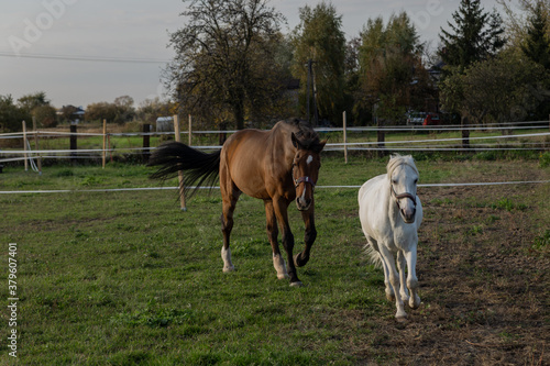 white and brown horse walking on the field in sunny weather in autumn