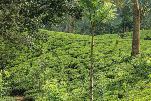 Tea plantation in Sri Lanka photo