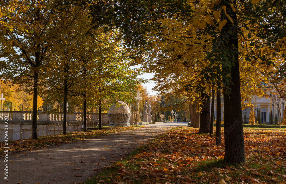 walking path between trees with yellow leaves in Wilanow park Poland in autumn photo wallpaper